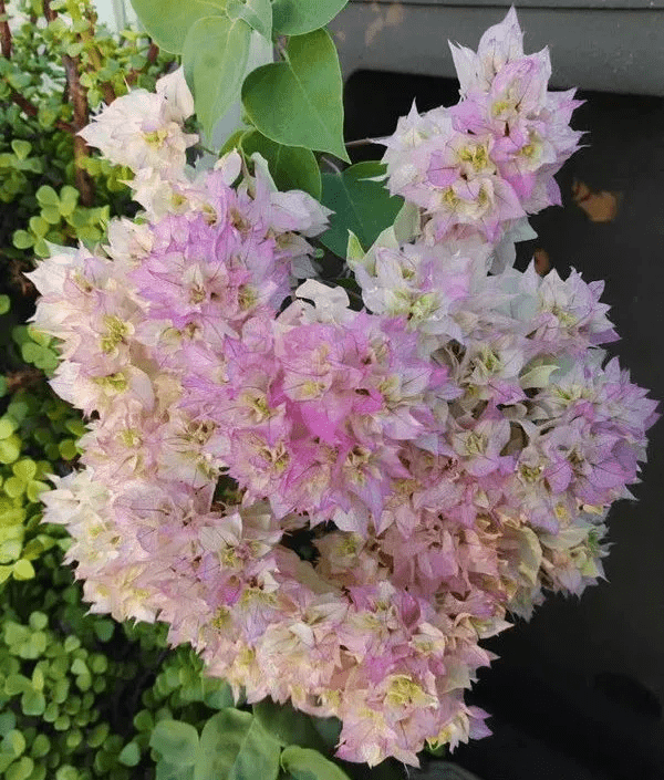 阳台党爱养的重瓣三角梅—怡锦，花团锦簇，花色美艳，三季有花看