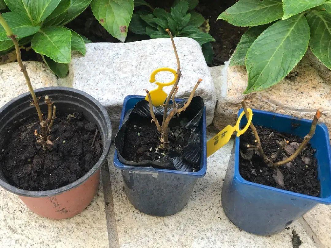 离家半个月，回来花全死了，别扔，还有救