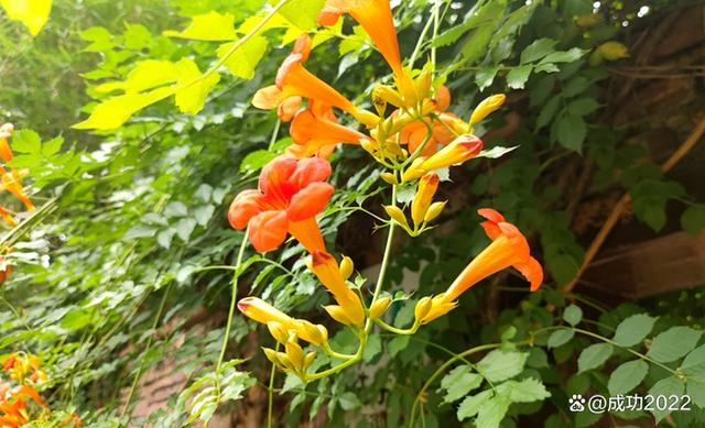 家乡美景风光秀：衡阳市南湖公园凌霄花绚丽绽放，灿烂夺目