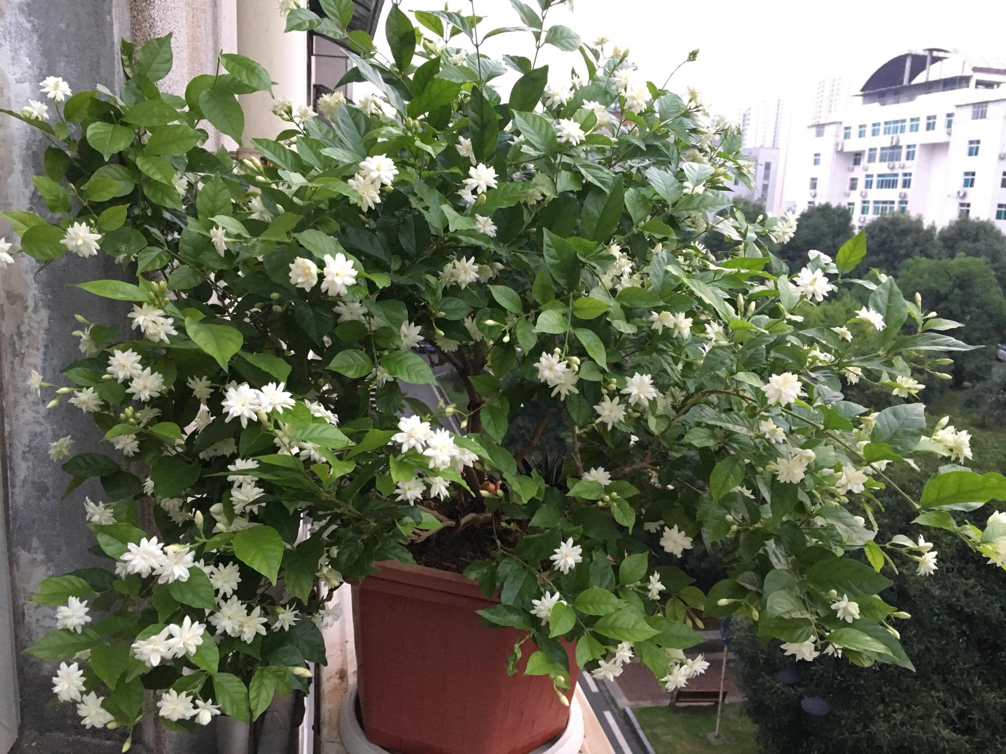 茉莉花开花多，做好这4点，就能实现