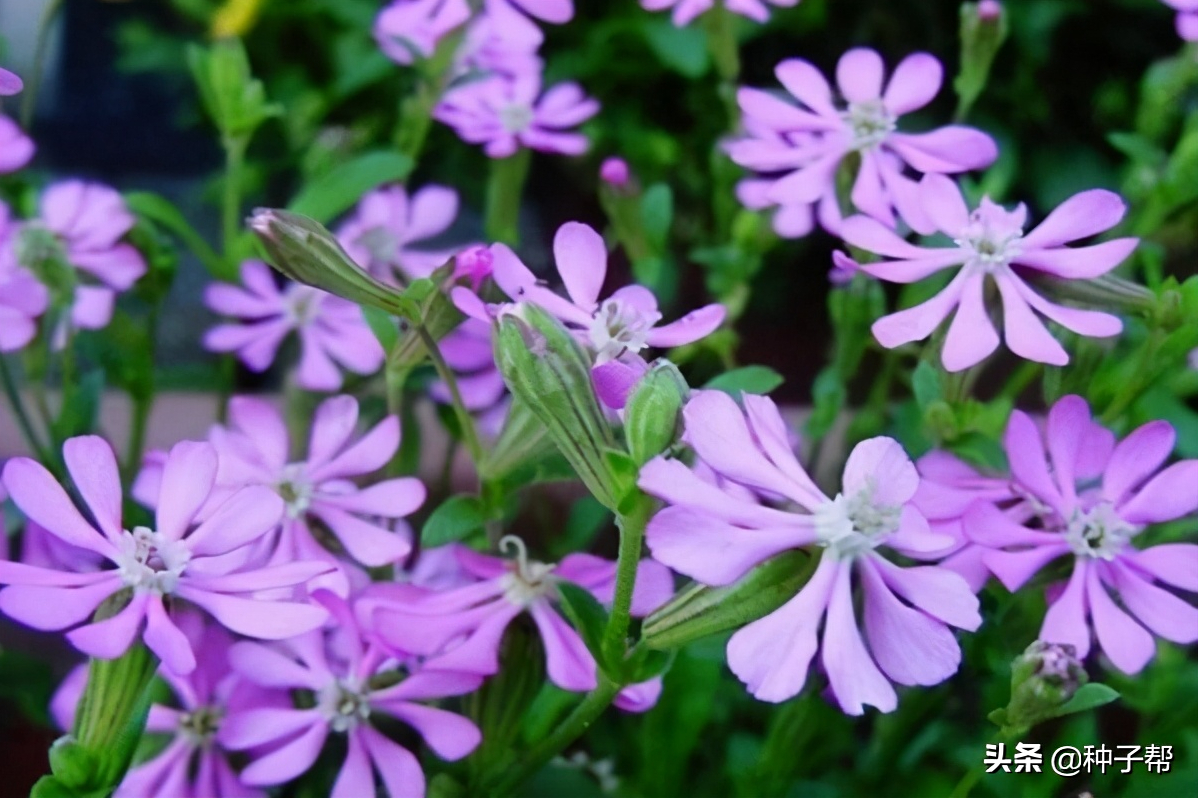 如何种植出漂亮的矮雪轮