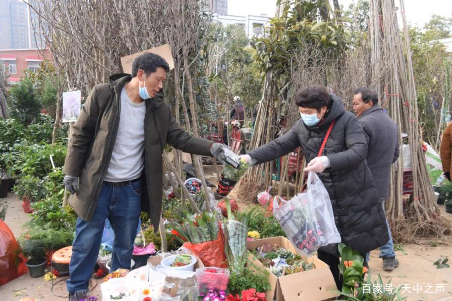 平舆县：人勤春早苗木俏
