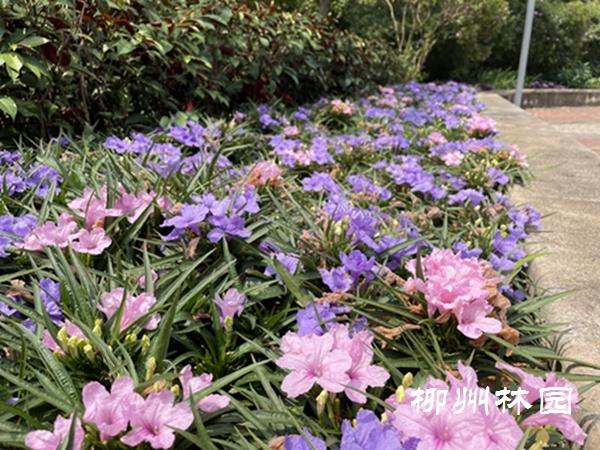 「绿化处」缤纷的地毯——矮生翠芦莉