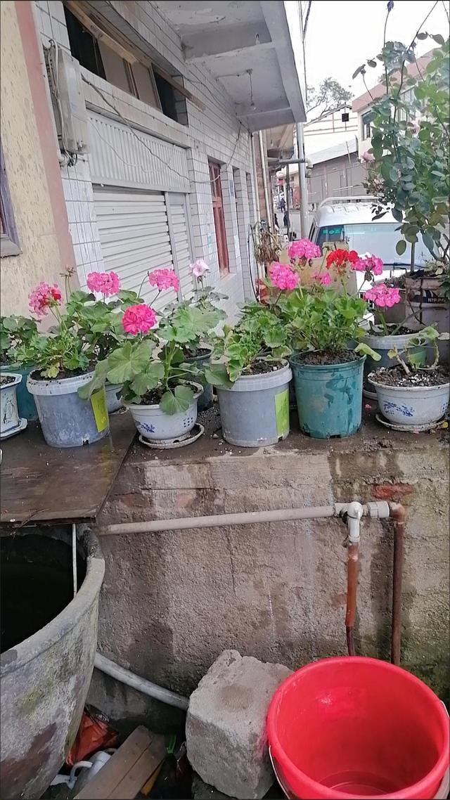 再旱，也不能“喷水”的五种花，不是唬人，都是过来人的经验之谈