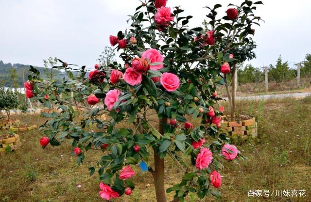 6种“长寿花”，好养好看开花美，能养几十年，价值翻倍惹人爱