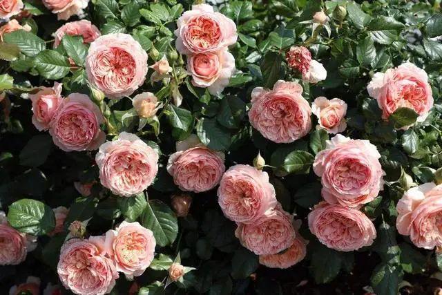 发现5种月季，无虫害、颜值高，一次开花上百朵，那叫一个“美”