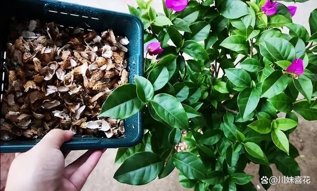 这几种被丢掉的垃圾，用来养花掺在土壤里，养啥花都旺