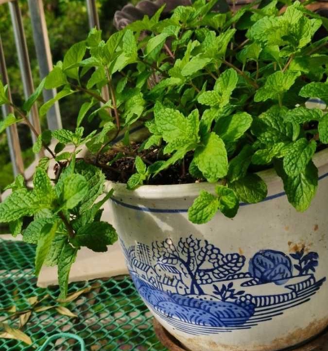 清新芳香的4种薄荷，一个枝条就能扦插一盆，叶子漂亮又茂盛