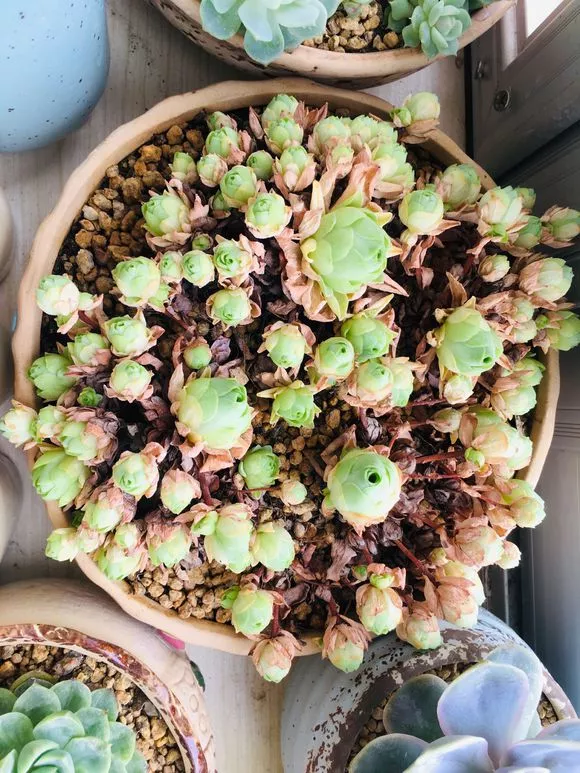 入夏后怎么浇水？6点血泪经验看一看，否则浇完就剩盆