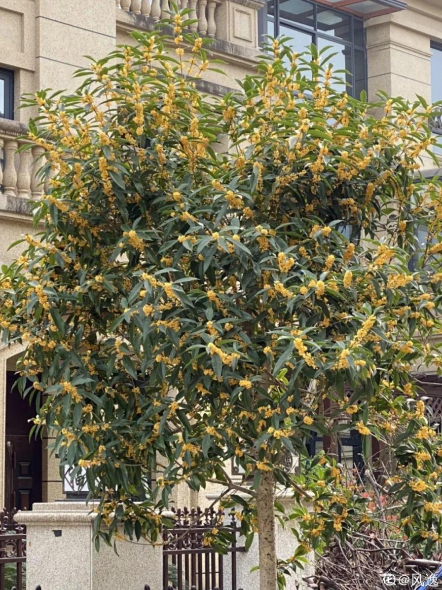 入夏前，10种花要赶紧施肥，不然以后没花看