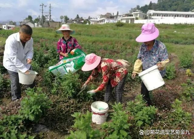 防止菊花叶子脱落变黄的方法