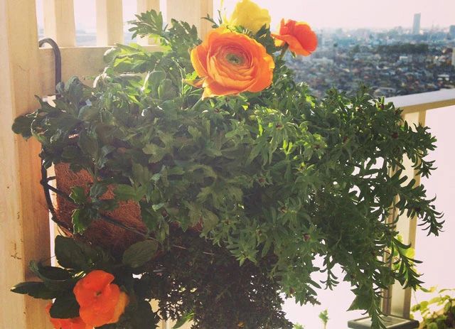 刚买回家的植物是否要换盆？如何让它们生长健康，开花旺盛？