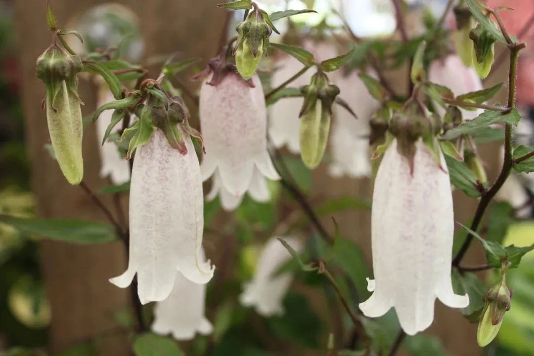 特别耐寒的紫斑风铃草,寒冷的冬季还在开花,每年可不断分株繁殖 特别耐寒的紫斑风铃草,寒冷的冬季还在开花,每年可不断分株繁殖