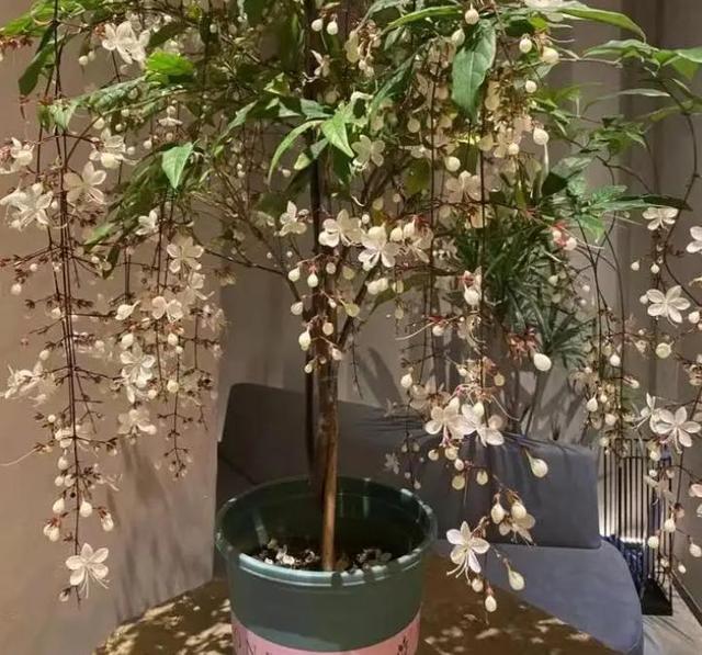 网红盆栽“垂丝茉莉”开花如飞舞，花香四溢怡人