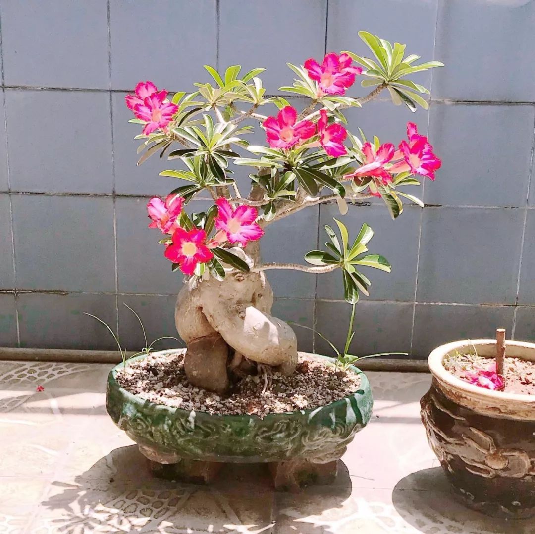 沙漠玫瑰盆栽怎么养才能经常开花，让它花朵越开越旺盛的技巧