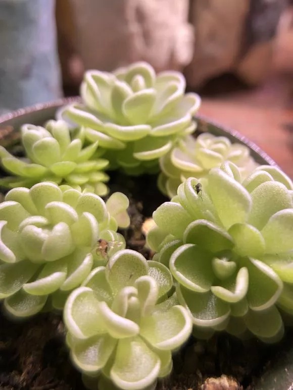 花盆里小飞虫不断，套个塑料袋熏一熏，小黑飞死光光！