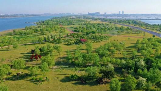 滨海区生态绿化向您汇报:绿意染滨海 美景入画来 滨海区生态绿化向您汇报:绿意染滨海 美景入画来