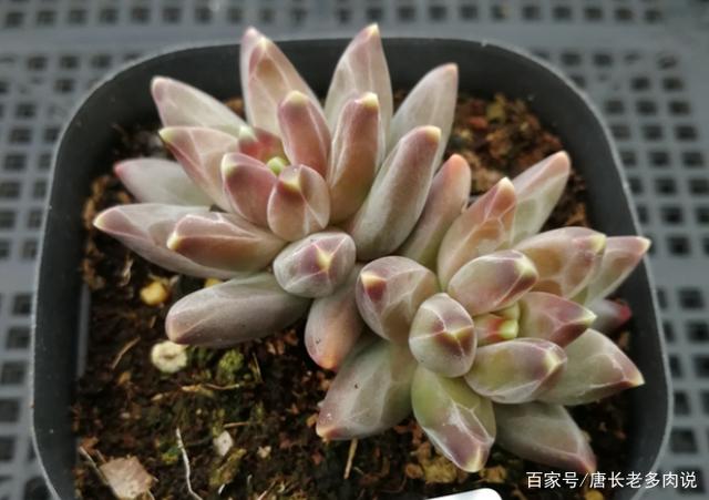 多肉千代田之松——叶片有棱有角极具立体感，不过它是一个冒名者