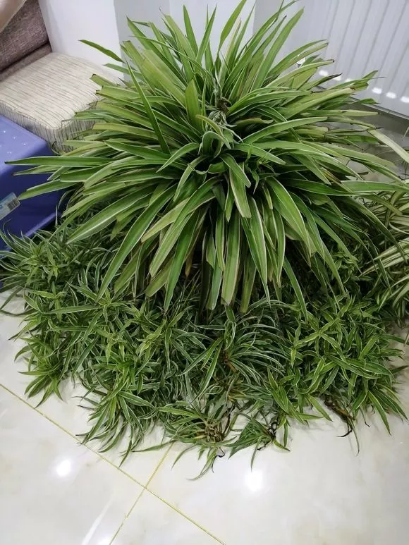 绿萝吊兰春天有“3怕”，避开后长得旺，不烂根，很快爆满盆！