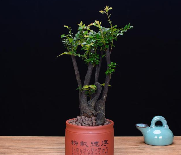 “小叶紫檀”养护，要注意这几点，生长旺盛，一起来学习下吧