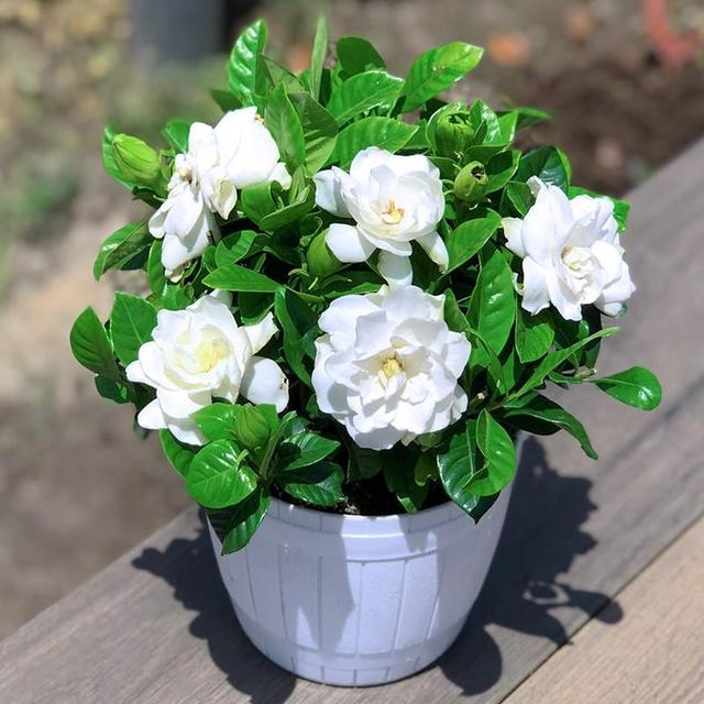8种“矫情”年宵花，干不得，浇不得，十有八九养不好
