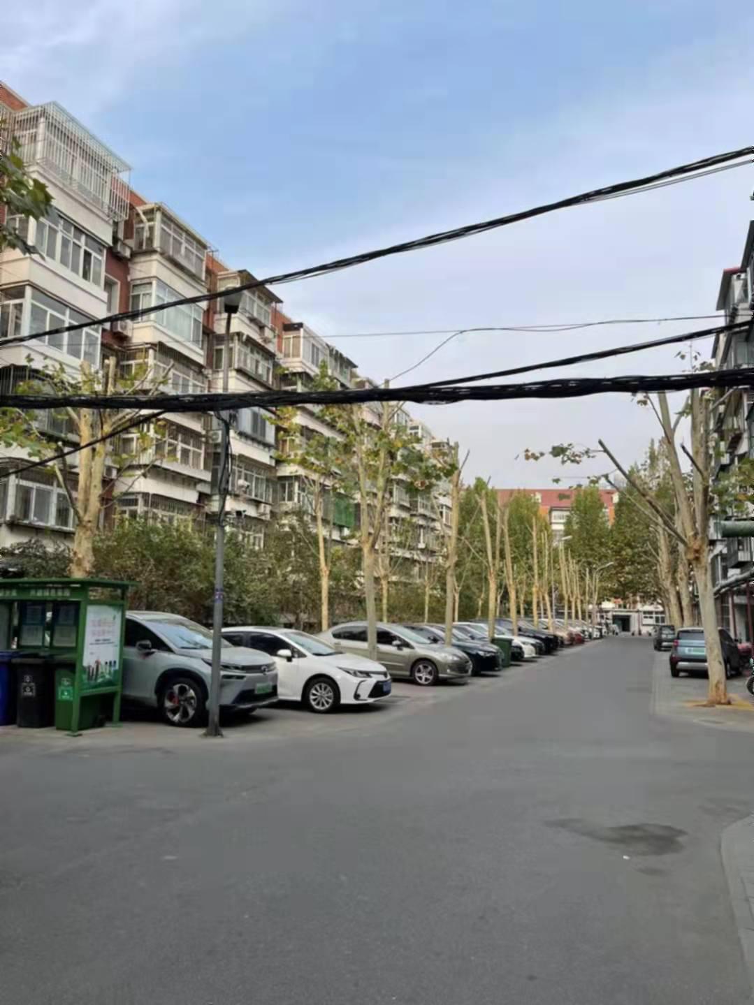 河西区推进冬季树木修剪提升景观服务群众