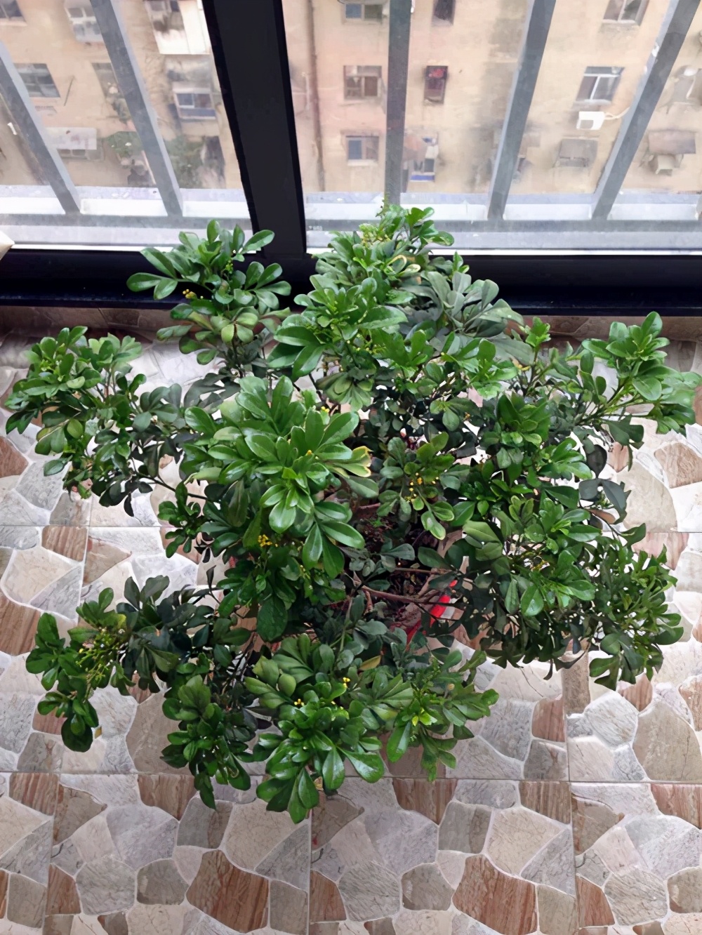 室内可以养的芬香植物，看看这5个品种，你养过吗？