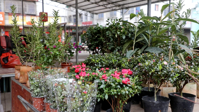 双牌：早春市场人气旺 花卉果木购销忙