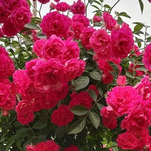 这种花不怕冷，好养易打理，现在种一棵，来年变成一片“花海”