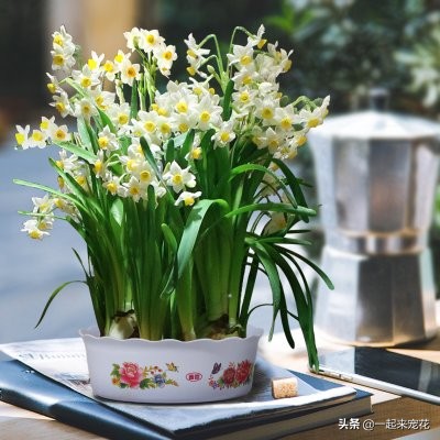 5种一次性花，好看好养开不久，年年开花年年养