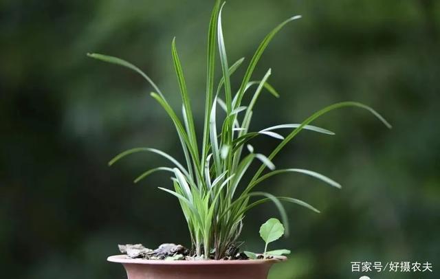 阳台养兰花，夏天最后一次磷酸二氢钾，这样喷效果更好