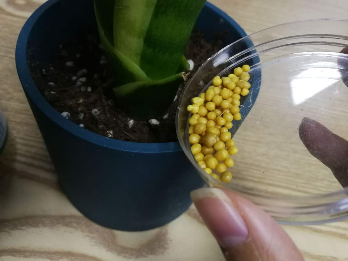 朱砂梅养护是难题？了解养护4要素，开花才能又多又鲜艳