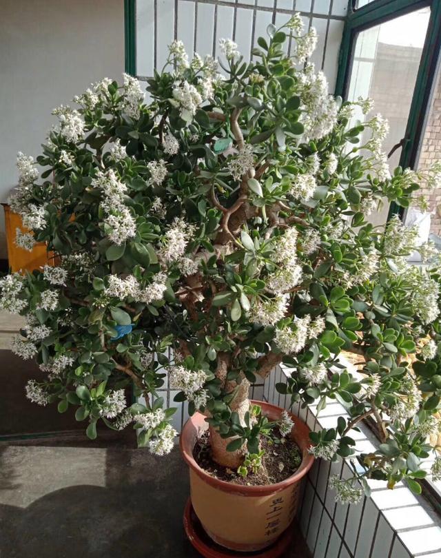 需要“穷养”的6种花，用小盆、旱着它，少管一些长得更好