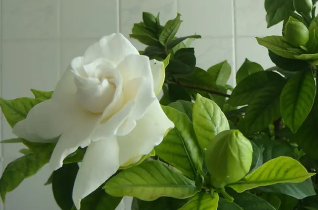 为什么栀子花叶片无光泽？注意这3个原因，或能花繁叶茂更美观