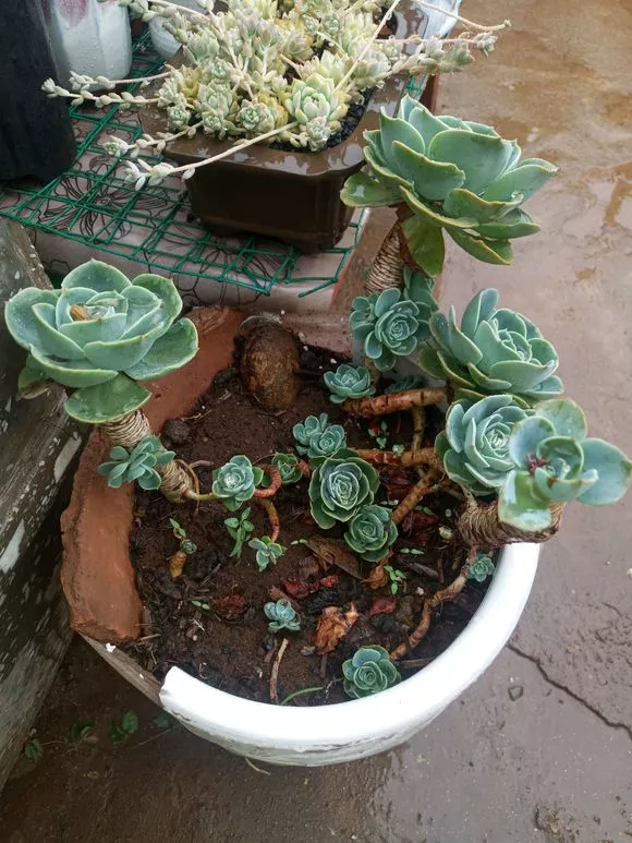 路边一堆“名贵花”，丢人也要捡，捡回家养2个月就开花！