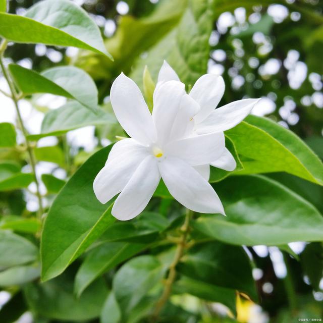 栀子花开是什么季节？你见过它的美吗