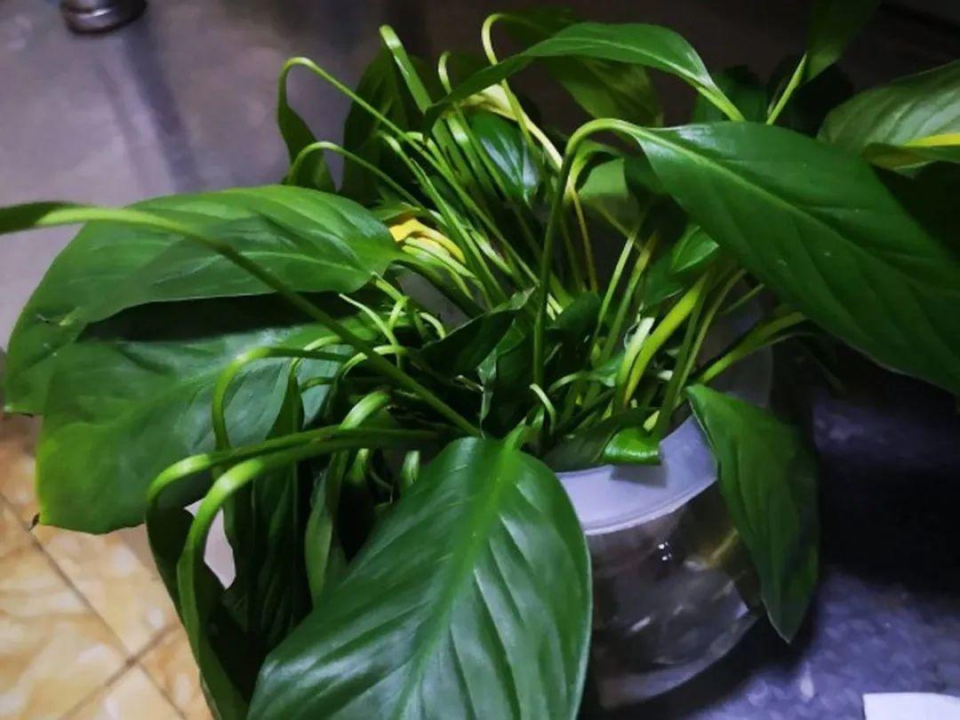 6种花慎养，撑不到过年，几天就仙去