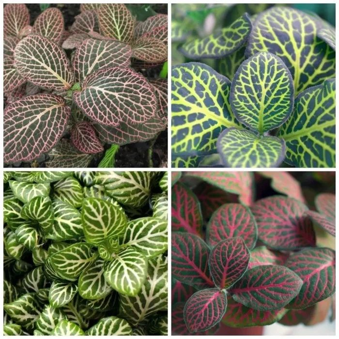 极具热带风情的6种室内观叶植物，没太多阳光也能养好
