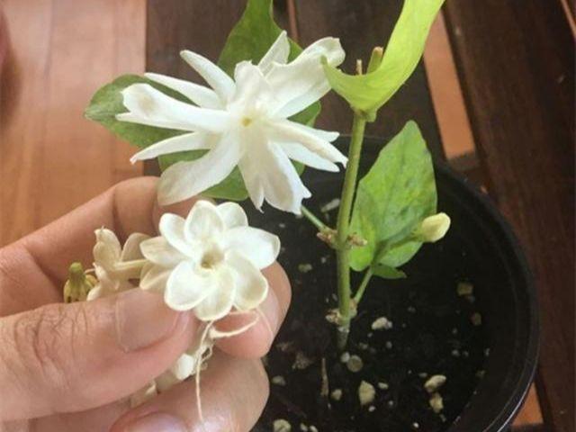 据说7种花是“晦气花”，不能养在家中，我该不该相信？被打击了