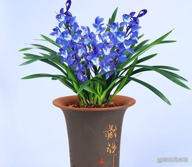 正在“灭绝”的稀有兰花，通体宝蓝，开花奇香，人称“最美”兰花