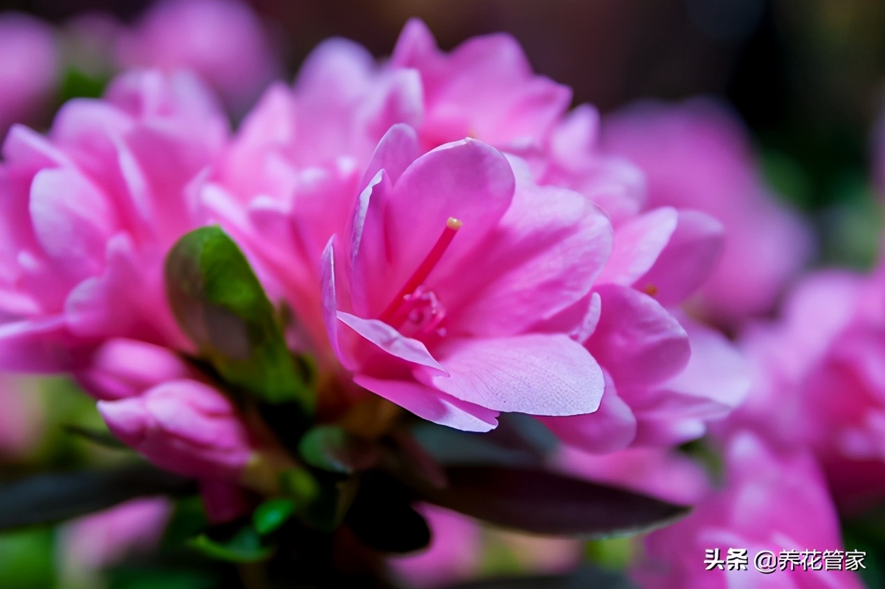 麒麟杜鹃，杜鹃里的“麒麟”，美如画