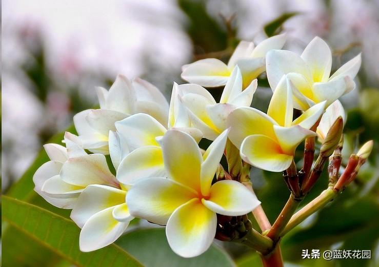 鸡蛋花一直不开花？做好这5点，一年开花大半年