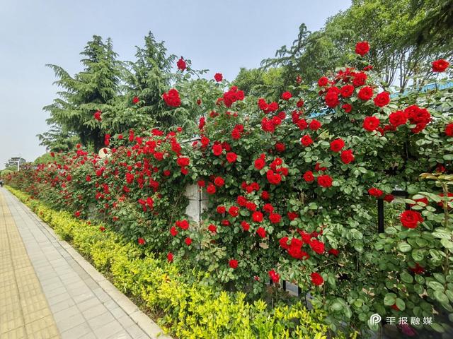 高新区打造高品质市容景观环境