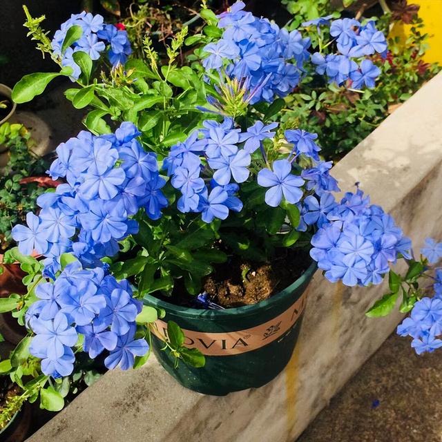 夏天高温养啥花？看看这9种，耐热又耐晒，总有一款你喜欢
