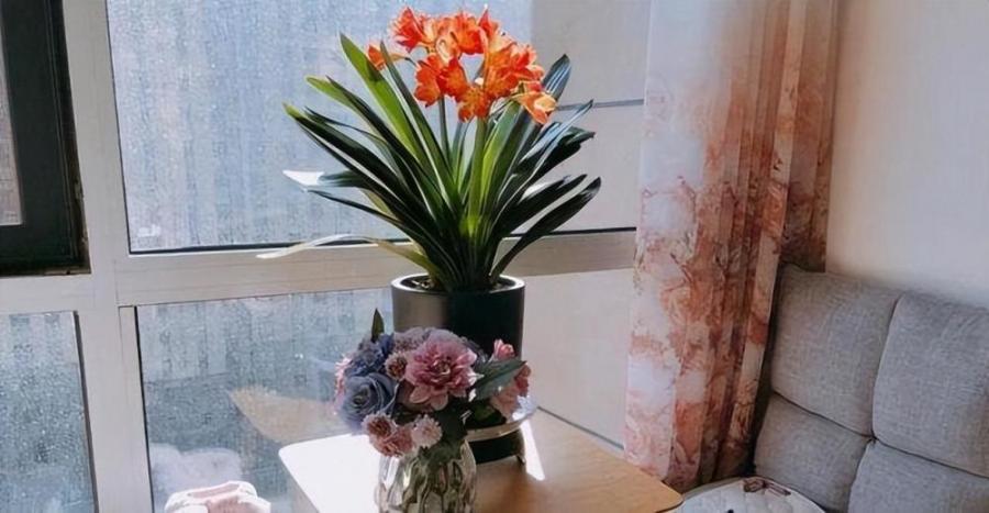 家里有这5种花？说明你真不适合养花，还是放弃吧
