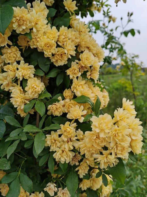 木香花小而密、香味浓郁，盆栽极其容易养活
