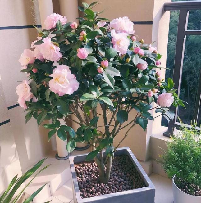 忘了月季吧！此花优雅大气，盆栽地栽都行，摆在家里上档次