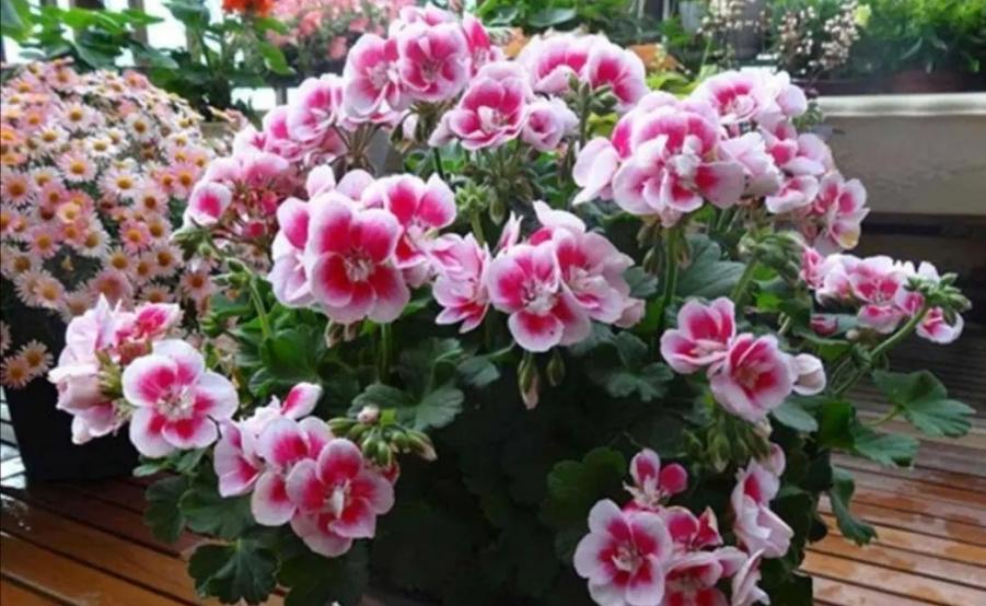 7种“低档花”，开花漂亮又好养，适合装饰阳台
