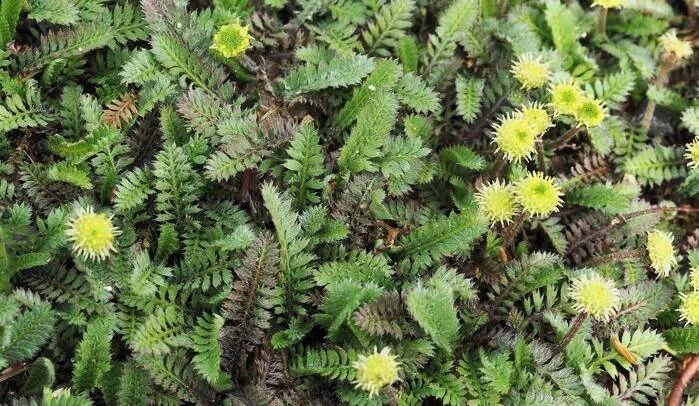 英式传统花境的现代演绎亮了,附全部植物配置品种,开眼了 英式传统花境的现代演绎亮了,附全部植物配置品种,开眼了