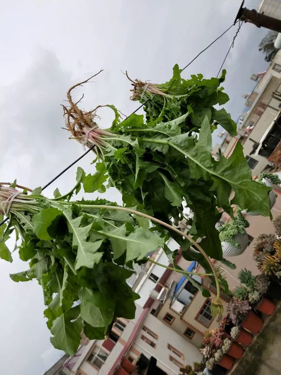 3种“长寿菜”别出门挖了，阳台种一点，够吃大半年